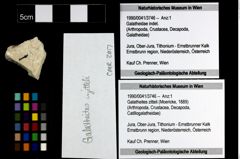 Foto (Objekt + Etiketten) von Galatheites zitteli (Moericke, 1889) 